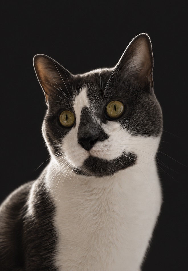 Léon: a grey and white cat with a white blaze down his forehead, a dark grey patch under his chin, a white chest and yellow-green eyes.